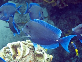 IMG 3282 Blue Tangs